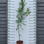 Jaseň úzkolistý (Fraxinus angustifolia) ´RAYWOOD´ - výška 120-150 cm, kont. C5L